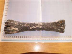 CEMEX_0307: Animal Bone